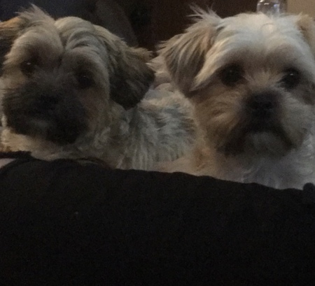 Max and Murphy