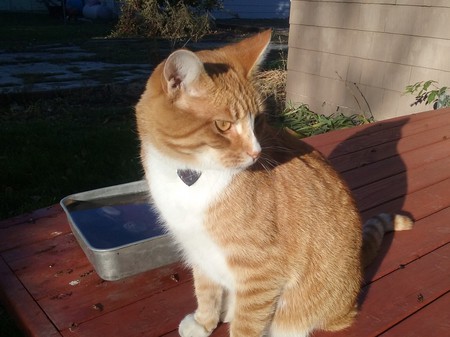 Fritz