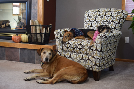Gabby, Honey and Molly