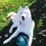 Entry image for Bella