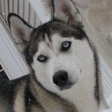 Entry image for Marley