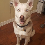 Entry image for Zeus