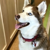 Entry image for Lola