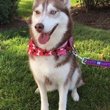 Entry image for Meeka 