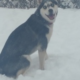 Entry image for Holly