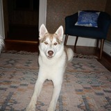 Entry image for Thor