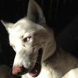 Entry image for Zima