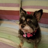 Entry image for Mitzi
