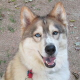 Entry image for Kota