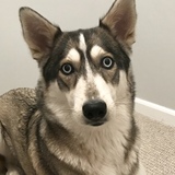 Entry image for Dakota 