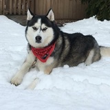 Entry image for Aspen