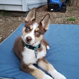 Entry image for Ollie