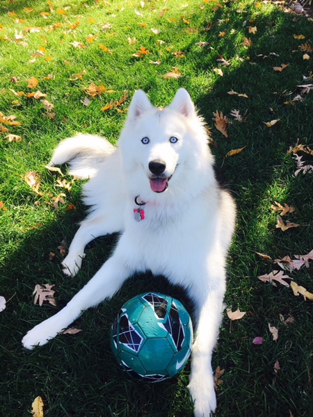 Entry image for Bella. Clicking this image will show a larger photo