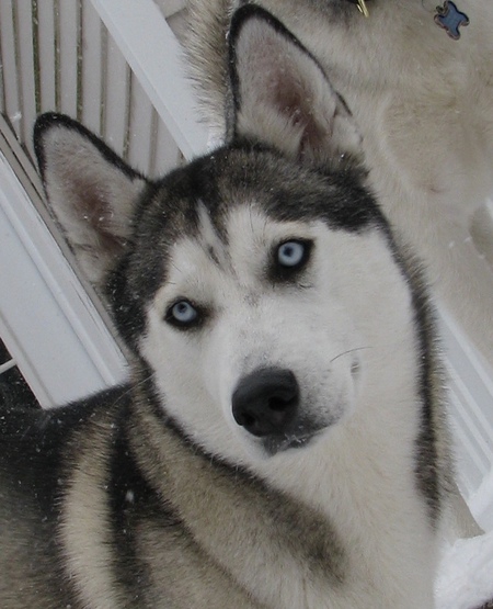 Entry image for Marley. Clicking this image will show a larger photo