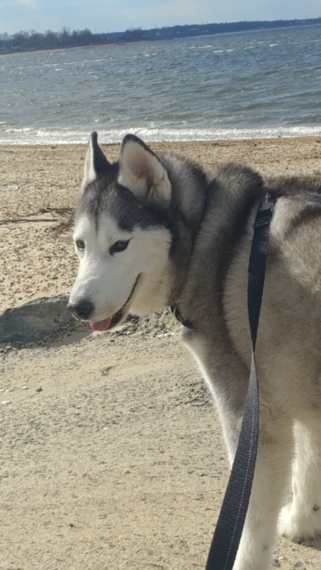 Entry image for Jagger. Clicking this image will show a larger photo
