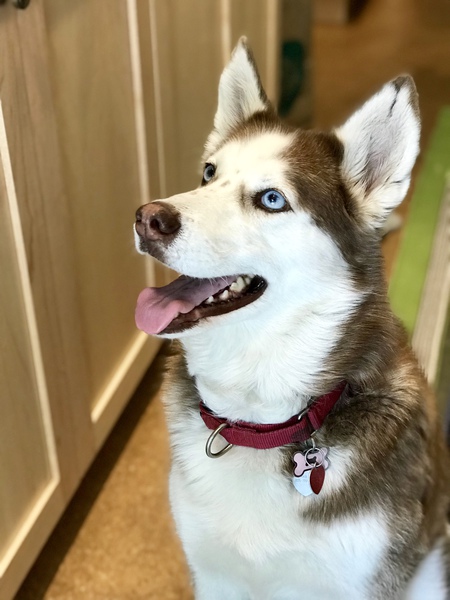Entry image for Lola. Clicking this image will show a larger photo