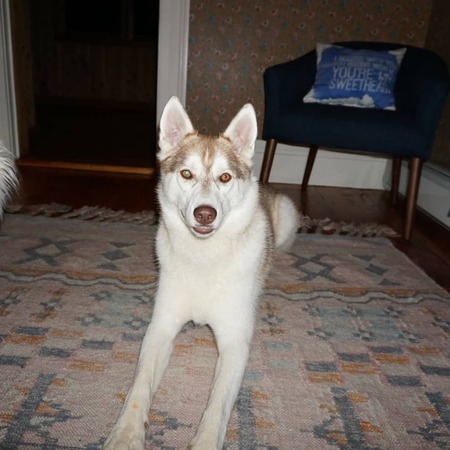 Entry image for Thor. Clicking this image will show a larger photo