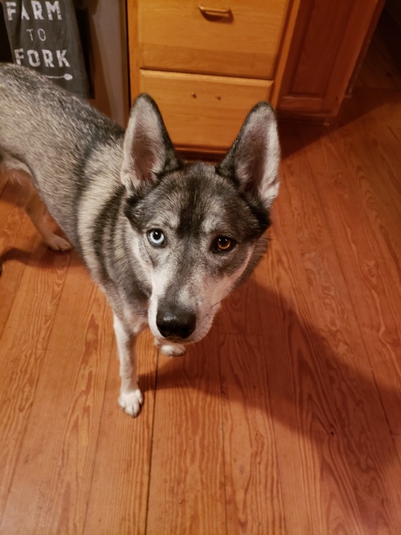 Entry image for Loki. Clicking this image will show a larger photo