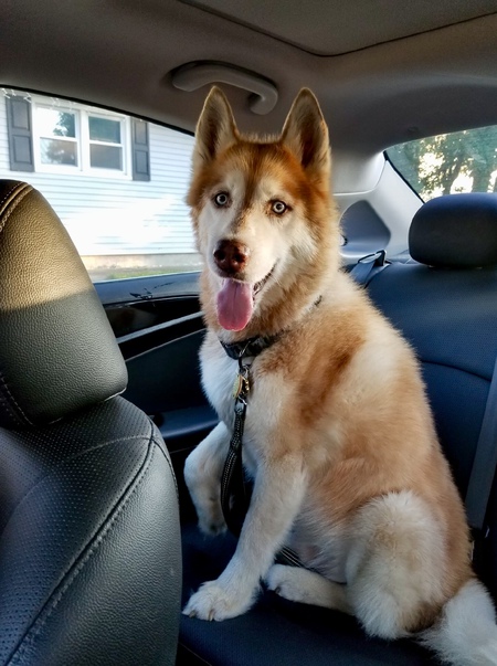 Entry image for Misio . Clicking this image will show a larger photo