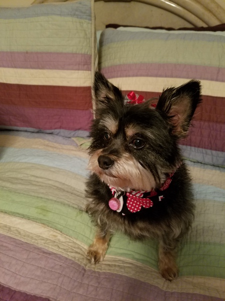 Entry image for Mitzi. Clicking this image will show a larger photo