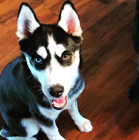 Entry image for Nala. Clicking this image will show a larger photo