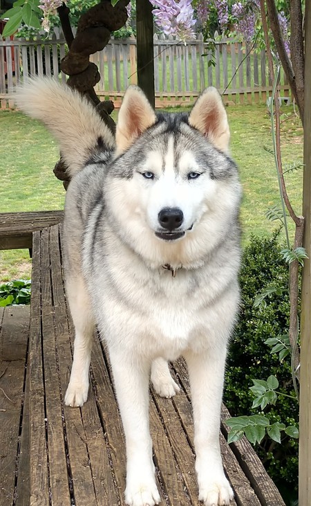 Entry image for Taz. Clicking this image will show a larger photo