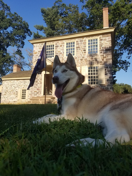 Entry image for Hardy Wolf. Clicking this image will show a larger photo