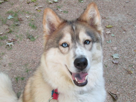 Entry image for Kota. Clicking this image will show a larger photo
