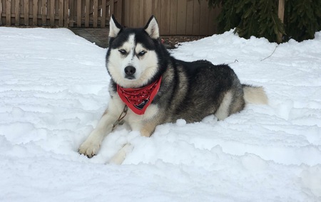 Entry image for Aspen. Clicking this image will show a larger photo