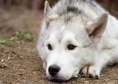Entry image for Mally. Clicking this image will show a larger photo