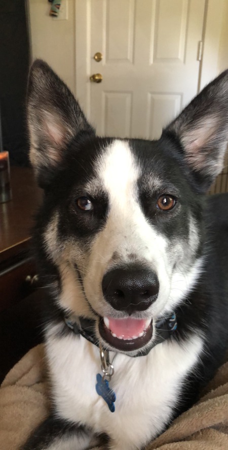 Entry image for Luka . Clicking this image will show a larger photo