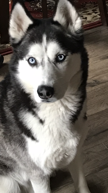 Entry image for Tyson. Clicking this image will show a larger photo