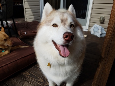 Entry image for Cheyenne . Clicking this image will show a larger photo