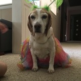 Entry image for Charlie