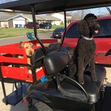 Entry image for Maggie Mae & Bogie