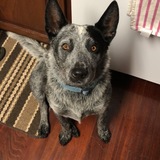 Entry image for Charlie