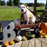 Entry image for Brody