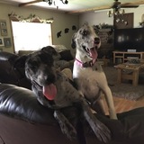 Entry image for Olivia and Luna