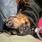 Entry image for Ollie
