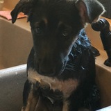 Entry image for Maggie