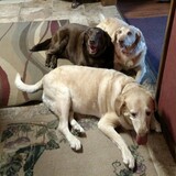 Entry image for Mabel, Laney, Popo