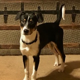 Entry image for Pippa 