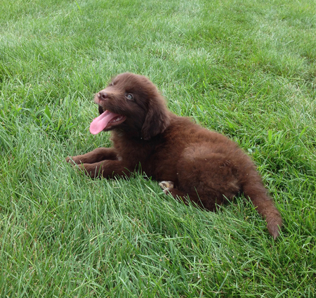 Entry image for Willow. Clicking this image will show a larger photo