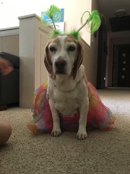 Entry image for Charlie. Clicking this image will show a larger photo
