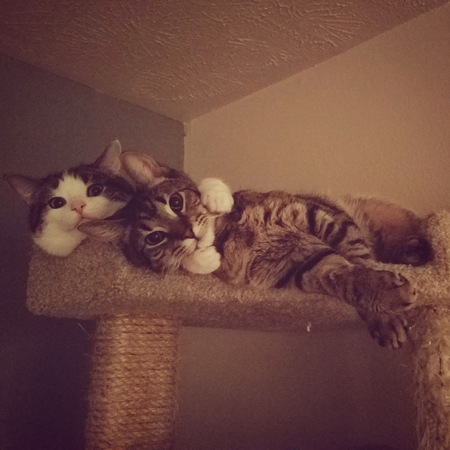 Entry image for Rambo & Moe. Clicking this image will show a larger photo