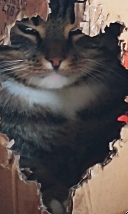 Entry image for SPOCK. Clicking this image will show a larger photo