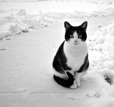Entry image for Josey AKA Jo Jo. Clicking this image will show a larger photo