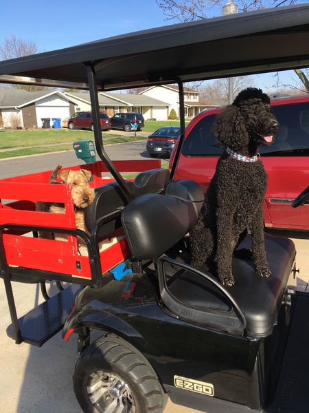 Entry image for Maggie Mae & Bogie. Clicking this image will show a larger photo