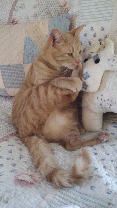 Entry image for Toby. Clicking this image will show a larger photo
