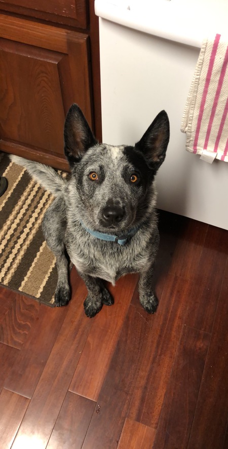 Entry image for Charlie. Clicking this image will show a larger photo